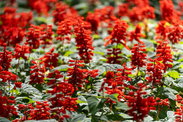 A close-up shot of a field of vibrant red Salvia splendens, also known as Scarlet Sage, in full bloom.