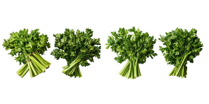 Freshly picked parsley bundles lined up hinting at culinary adventures and on transparent background