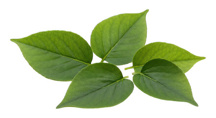 Obraz premium Lush green leaves isolated on black background