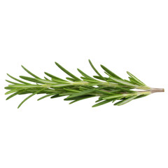 Fototapeta premium Sprig of fresh green rosemary against a black background