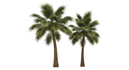Two tall palm trees, green fronds, against white background