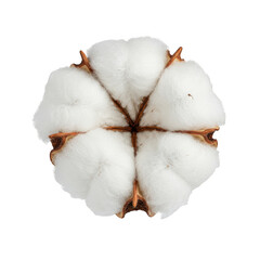 Close up view of a single fluffy white cotton boll on a dark setting on transparent background