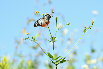 秋の野にアサギマダラ