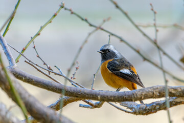 枝にとまるジョウビタキのオスの野鳥