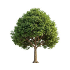 Lush green tree, isolated on black