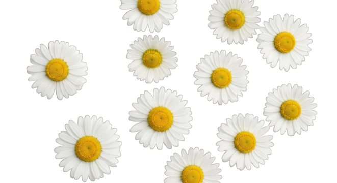 White daisies arranged in a circular pattern on black background