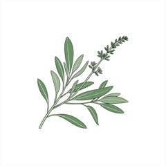 Obraz premium Illustration of a green sage plant with leaves and developing flower spikes