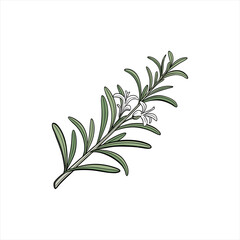 Fototapeta premium Illustration of a fresh rosemary sprig with delicate white flowers