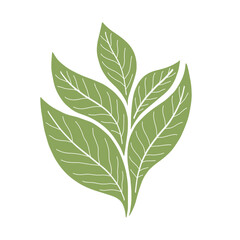 Hand drawn green leaves plant vector illustration. Greenery art foliage natural herb. Nature and growth symbol