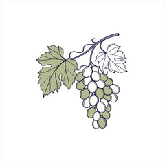 Hand drawn illustration of a green grape cluster with leaves
