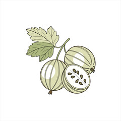 Illustration of ripe gooseberries with leaves on a white background