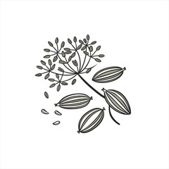 Illustration of caraway seeds and stems on white background