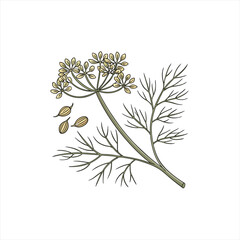Illustration of a dill plant with seeds and feathery leaves