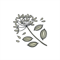 Illustration of dill seeds and flower head on white background