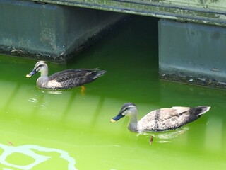 不忍池を泳ぐ2羽の鴨