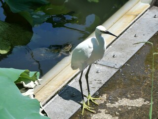 蓮池の水辺に立つサギ
