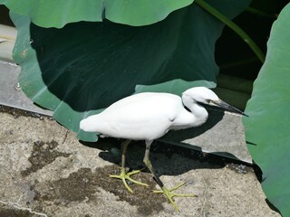 蓮池にいる白鳥