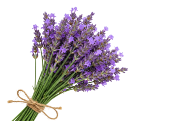 Isolated sprig of fragrant violet lavender tied with twine, lovely scent and appearance
