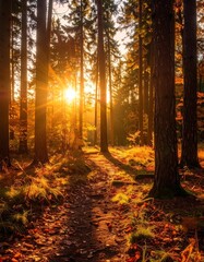 Golden sunlight streams through autumn forest