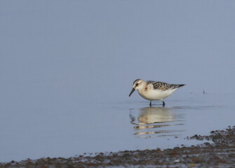 The bright little bird walks through the water and looks for breakfast.
