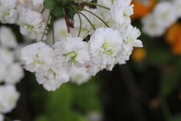 日本の春の庭に咲く白いシジミバナの花