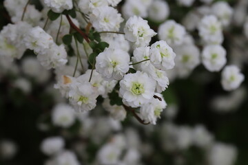 日本の春の庭に咲く白いシジミバナの花