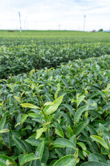 狭山市茶畑の風景