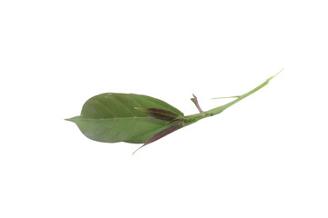 Obraz premium plant bud and leaf with stem isolated on transparent background