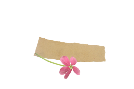 torn piece of brown paper with pink flower isolated on transparent background