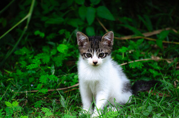 Adorable White Kitten with Black Spots Showing Cute Reactions