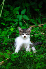 Adorable White Kitten with Black Spots Showing Cute Reactions
