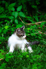 Adorable White Kitten with Black Spots Showing Cute Reactions