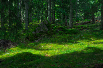 Forest Shadows Playing on Moss