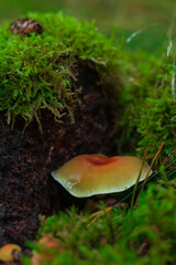 Mushroom Growing in Mossy Forest