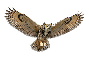 Great horned owl in flight isolated on white background with wings spread