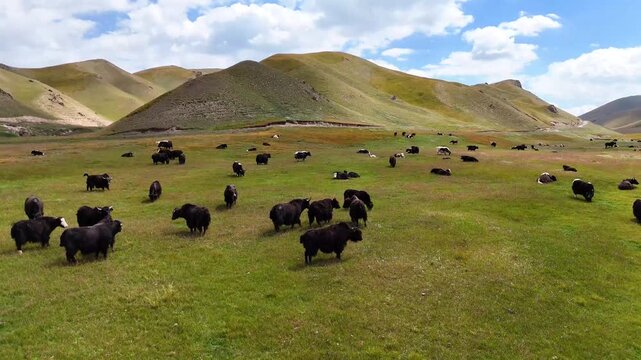 A group of yaks peacefully grazes on a lush green pasture surrounded by mountains in Kyrgyzstan. The scene captures rural life and natural beauty in Central Asia.