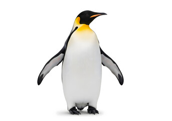 Fototapeta premium Emperor penguin standing isolated on white background with outstretched wings