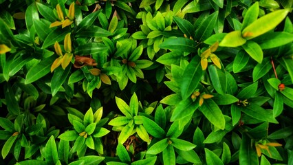 Green leaves background, close up of green leaves in the garden.