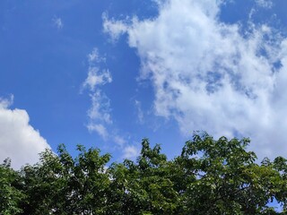 Obraz premium Blue sky and clouds over the forest