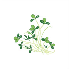 Green clover sprouts with delicate stems and leaves on a white background
