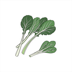 Illustration of fresh green leafy vegetables on a white background