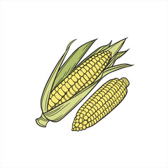 Two ripe corn cobs with green husks on a white background