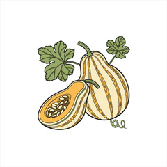 Illustration of a delicata squash and a half squash with leaves