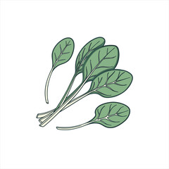 Hand drawn illustration of fresh spinach leaves on a white background