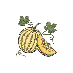 Hand drawn illustration of a whole cantaloupe melon and a slice with leaves