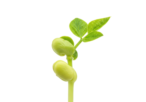 Isolated sprouting seed of a common bean plant with green leaves and thick stem, growth stage