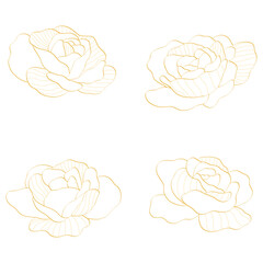 gold rose line art illustration set, elegant floral design