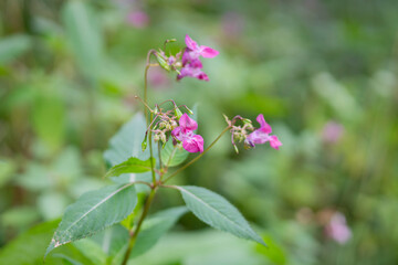 The pink flowers and green seed pods of a Himalayan balsam or Impatiens glandulifera plant. Glandular touch-me-not, also Himalayan balsam (Impatiens glandulifera) touch-me-not or red touch-me-not. 