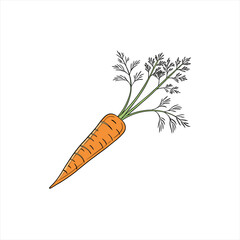 Illustration of a single fresh carrot with green leafy tops on a white background