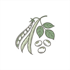 Hand drawn illustration of soybeans and pods with leaves on a white background